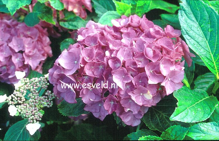 Hydrangea macrophylla 'Renate Steiniger'