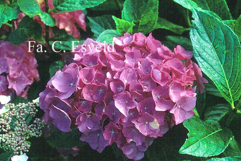 Hydrangea macrophylla 'Renate Steiniger'