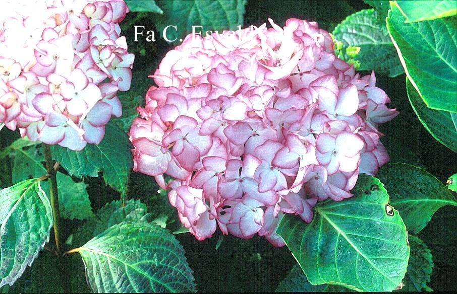 Hydrangea macrophylla 'Mirai'