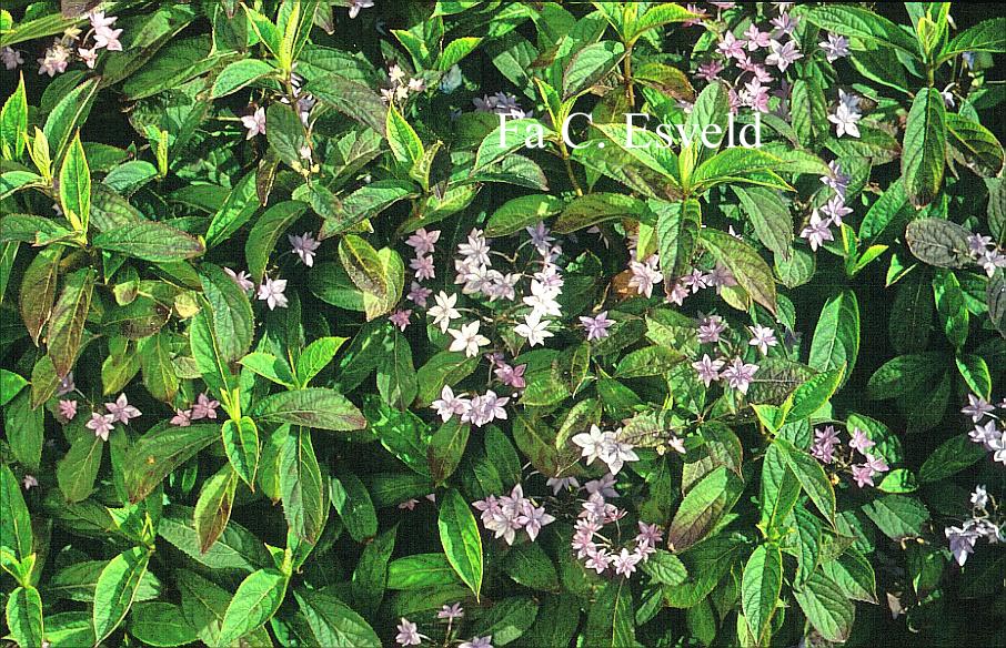 Hydrangea serrata 'Shichi danka'