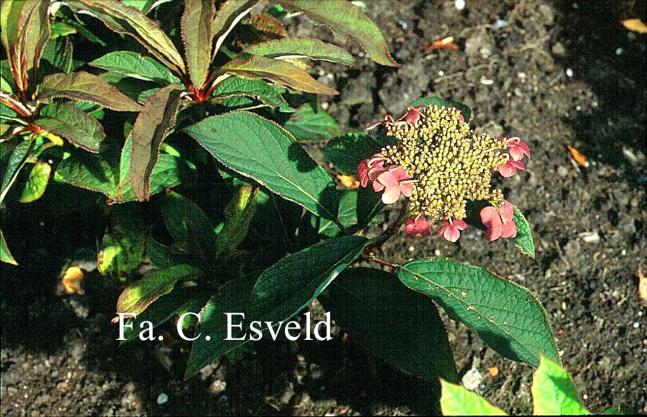 Hydrangea heteromalla 'Gidie'