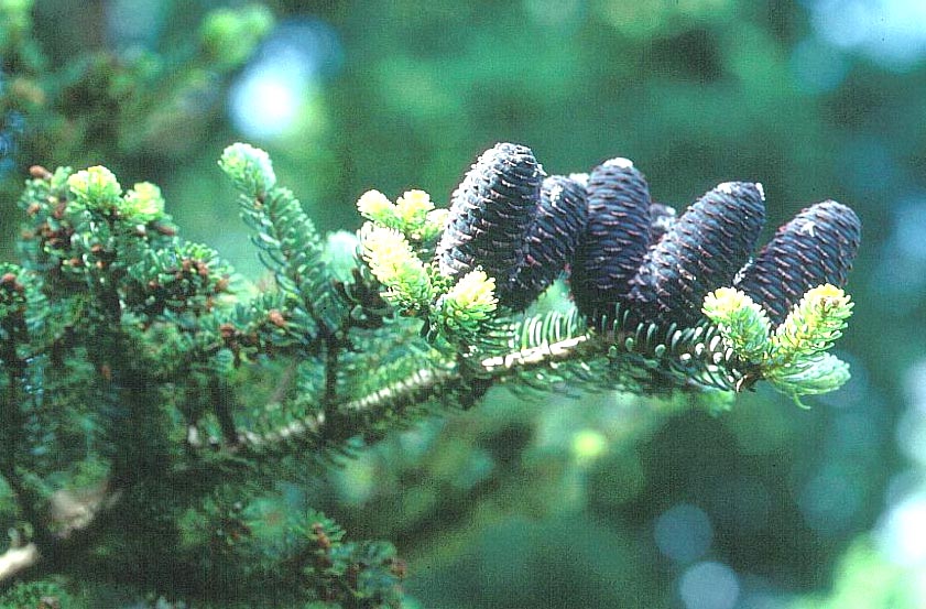 Abies koreana