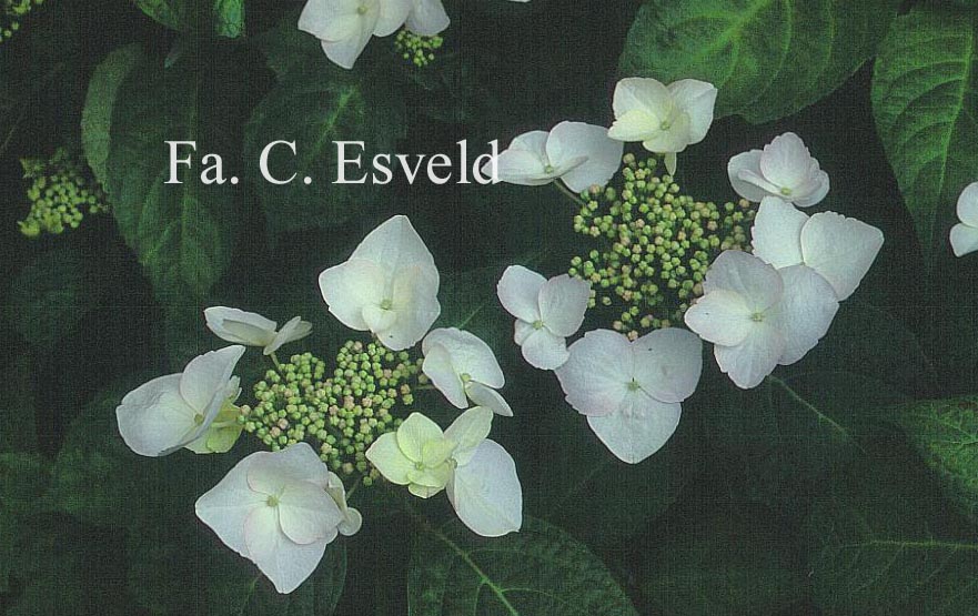 Hydrangea macrophylla 'Mariesii Grandiflora'