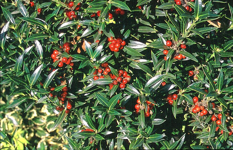 Ilex aquifolium 'Harpune'