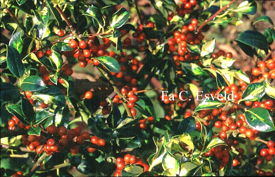 Ilex aquifolium 'Gold Flash'