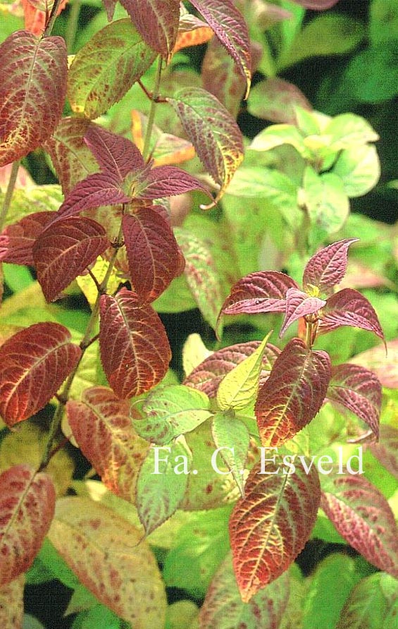 Hydrangea serrata 'Midori'