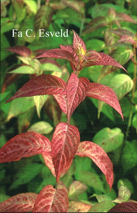 Hydrangea serrata 'Midori'