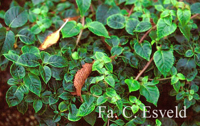 Hydrangea anomala ssp. glabra