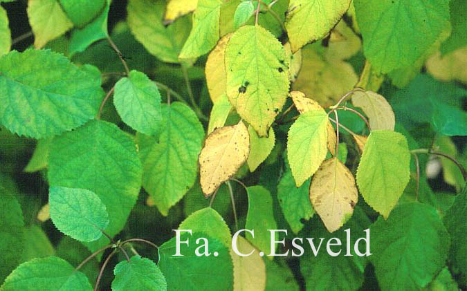 Hydrangea arborescens 'Bounty'