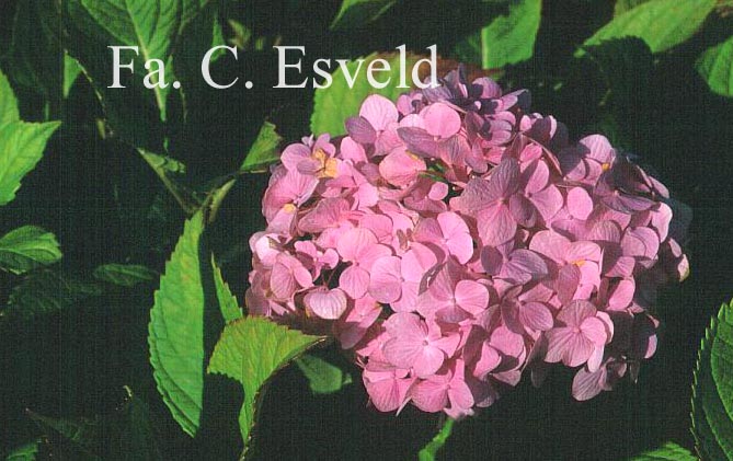 Hydrangea macrophylla 'Harry's Pink Topper'