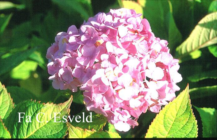 Hydrangea macrophylla 'Harry's Pink Topper'