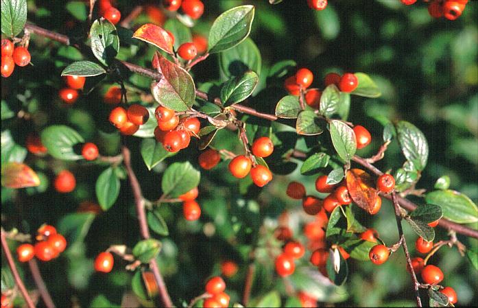 Cotoneaster franchetii