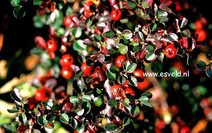 Cotoneaster nanshan 'Boer'