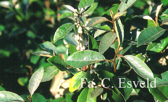 Elaeagnus ebbingei