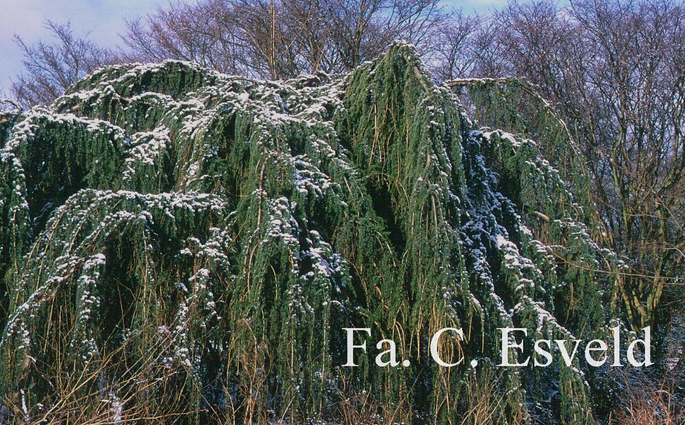 Cedrus libani 'Glauca Pendula'