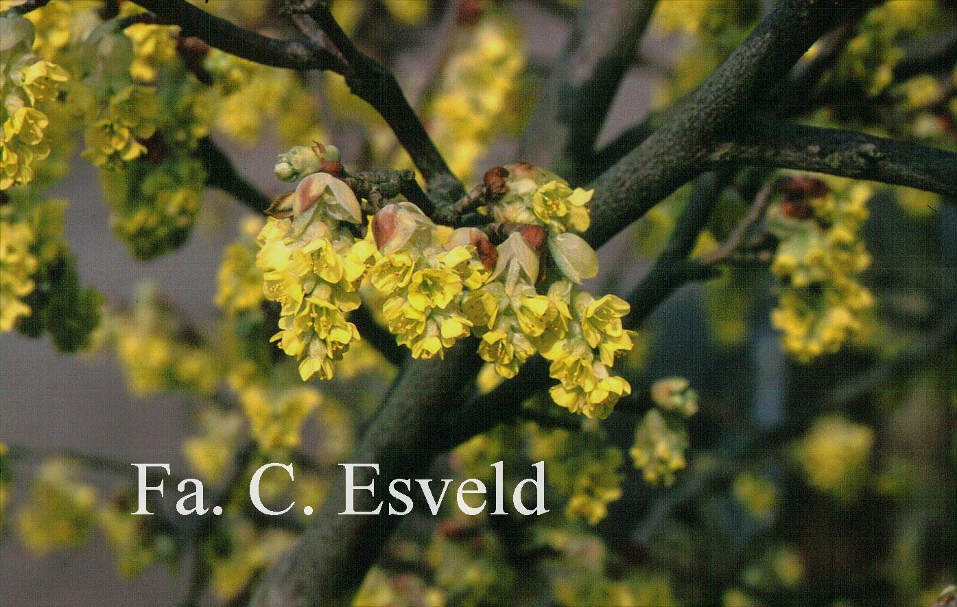 Corylopsis sinensis