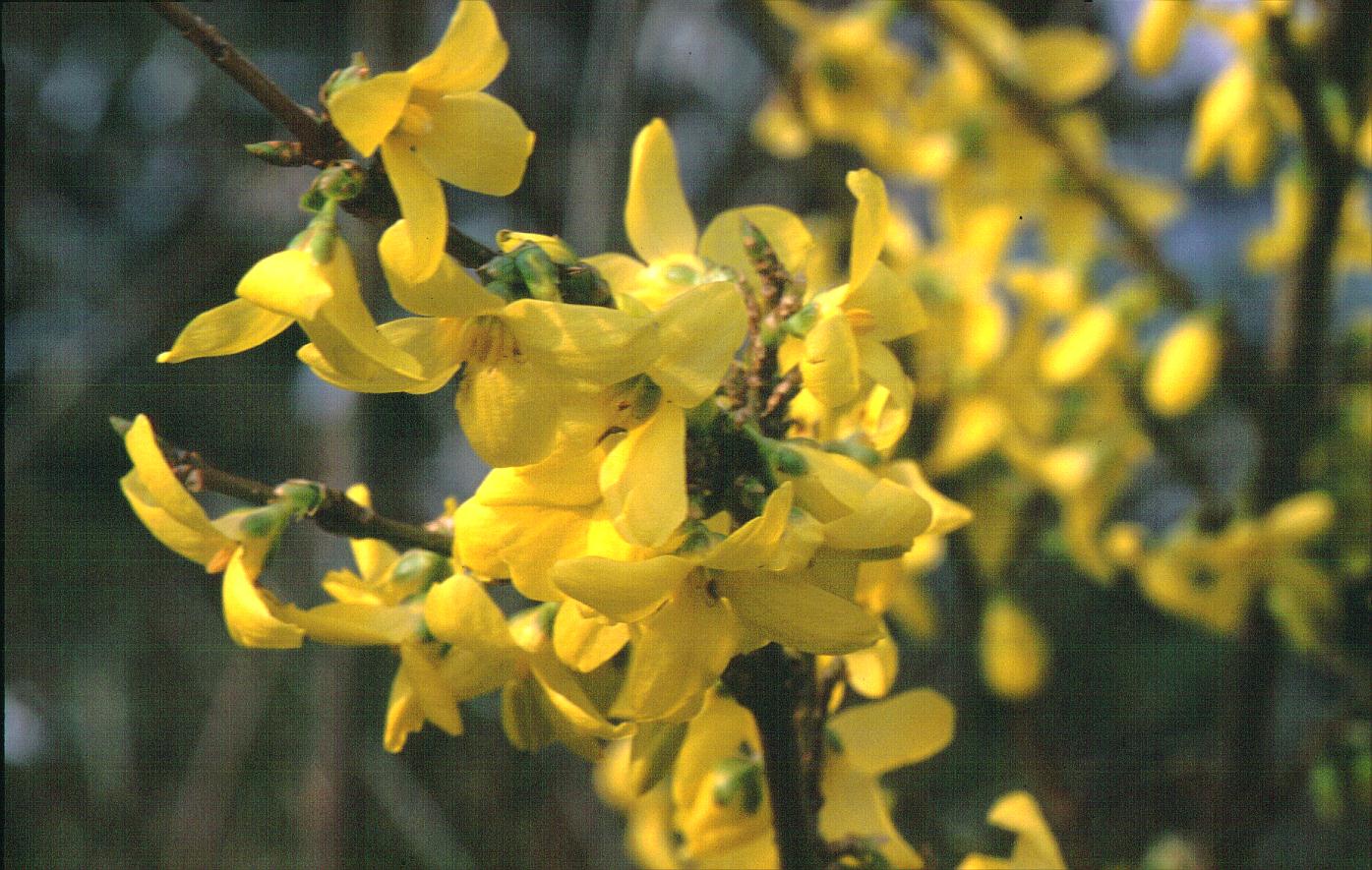 Forsythia intermedia 'Lynwood'