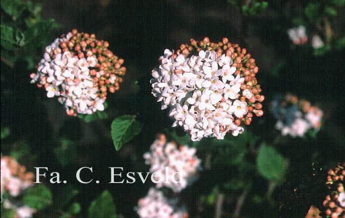 Viburnum carlcephalum 'Cayuga'