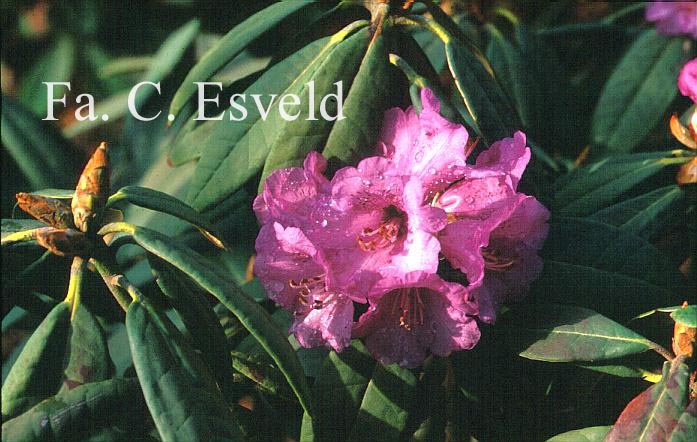 Rhododendron niveum