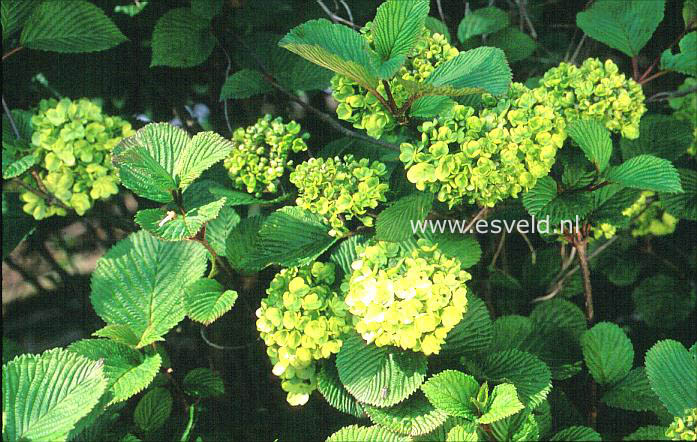 Viburnum plicatum 'Rotundifolium'