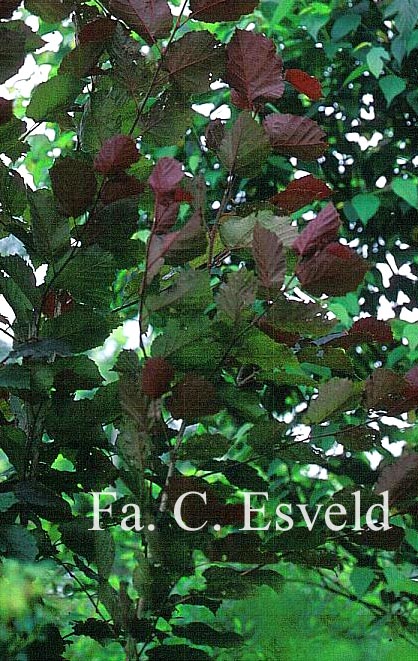 Corylus colurna 'Te-Terra Red'