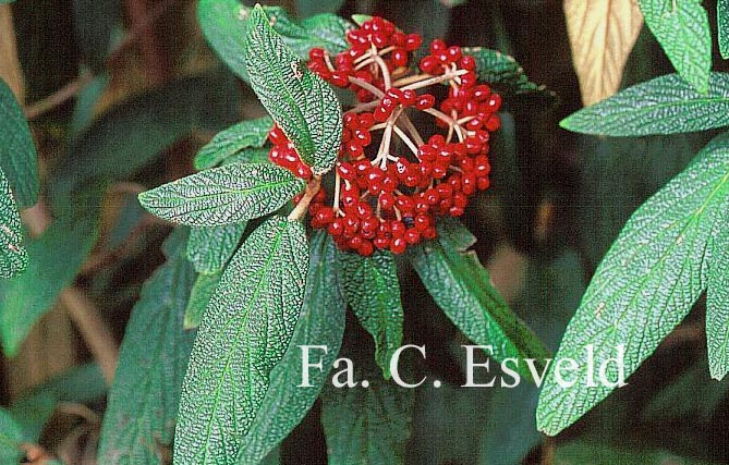 Viburnum rhytidophyllum 'Green Trump'