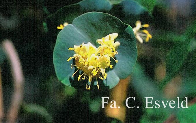 Lonicera reticulata