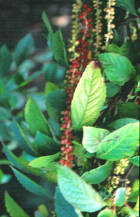 Schisandra rubriflora