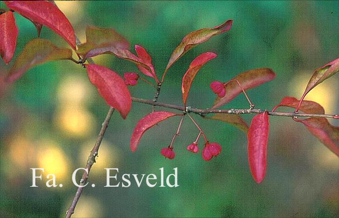 Euonymus phellomanus