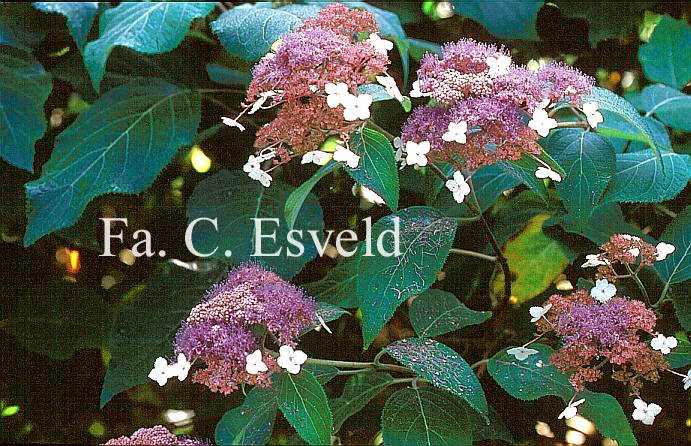 Hydrangea aspera 'Kawakami'