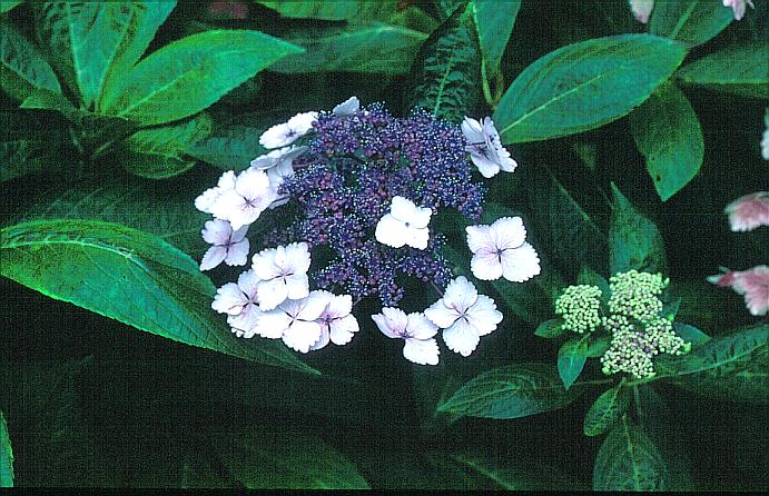 Hydrangea macrophylla 'Nadeshiko'