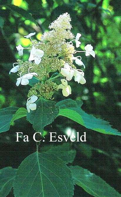 Hydrangea paniculata 'Papillon'