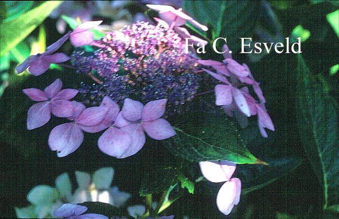 Hydrangea macrophylla 'Dr. Jean Varnier'