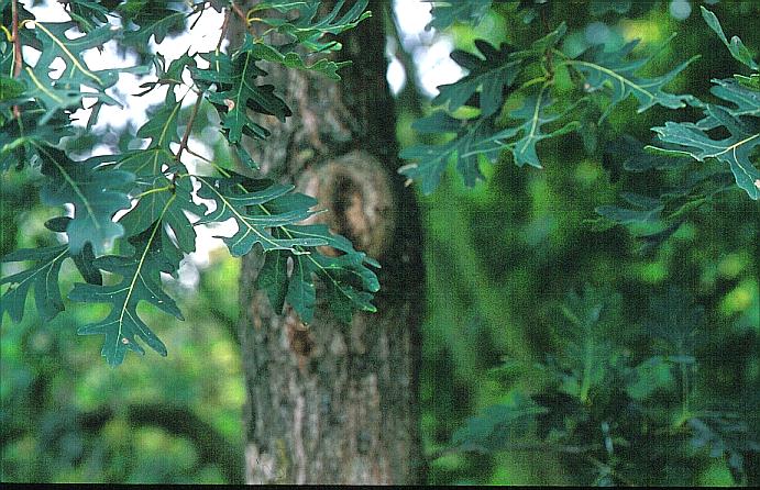 Quercus alba