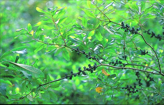 Myrica pensylvanica