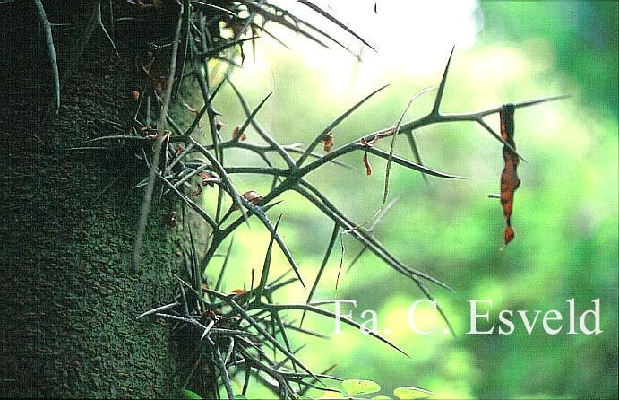 Gleditsia triacanthos