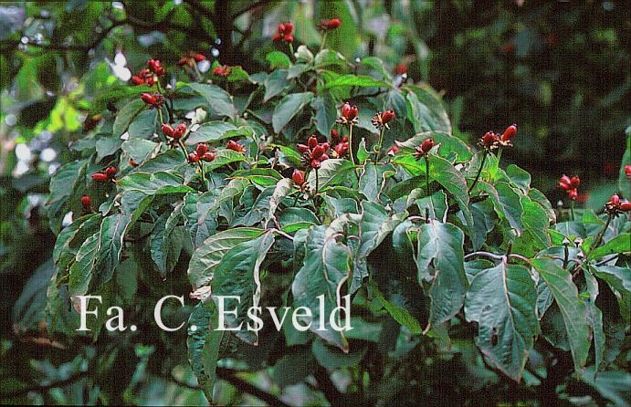 Cornus florida