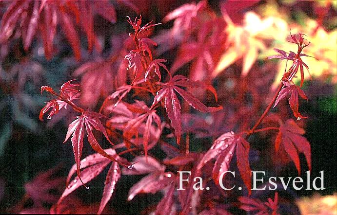 Acer palmatum 'Carlis Corner Broom'