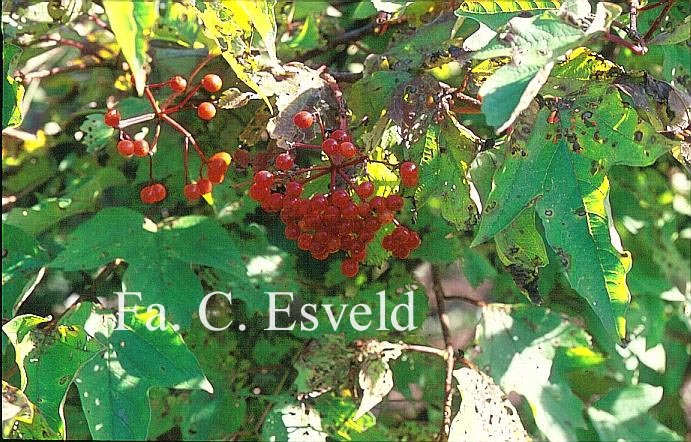 Viburnum sargentii 'Susquehanna'