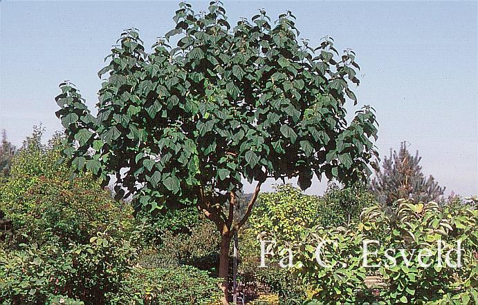 Paulownia tomentosa