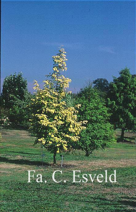 Metasequoia glyptostroboides 'Ogon' (GOLDRUSH)