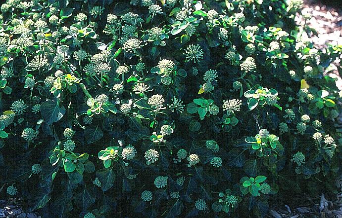 Hedera hibernica 'Arbori Compact'