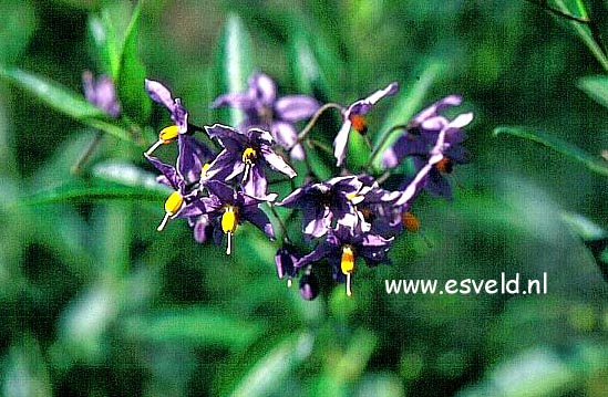 Solanum crispum 'Glasnevin'