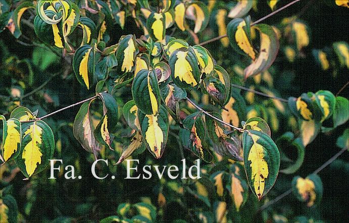 Cornus kousa 'Gold Star'