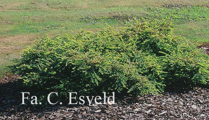 Taxodium distichum 'Secrest'