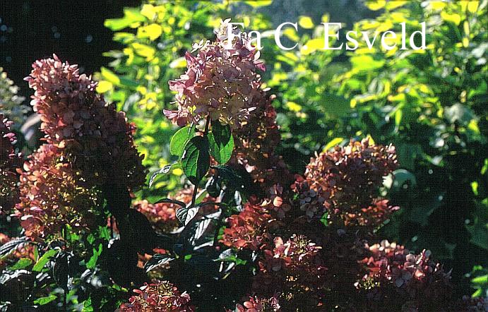 Hydrangea paniculata 'Pink Lady'