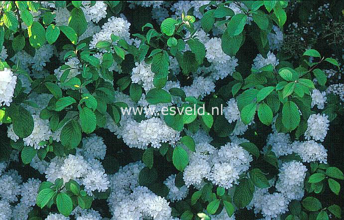 Viburnum plicatum 'Rotundifolium'