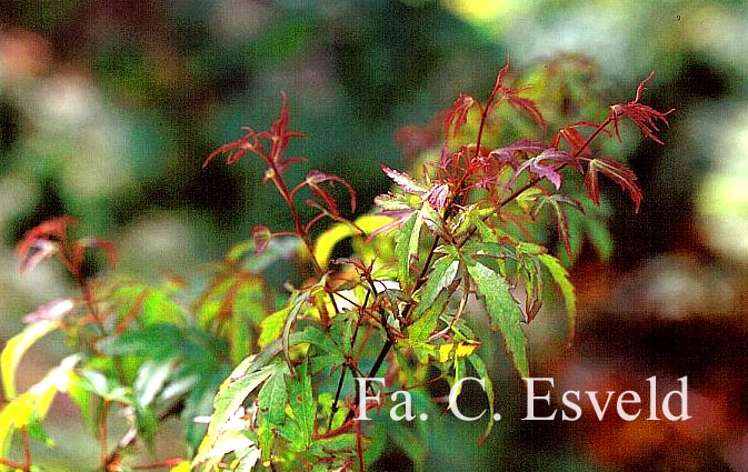 Acer palmatum 'Diana'