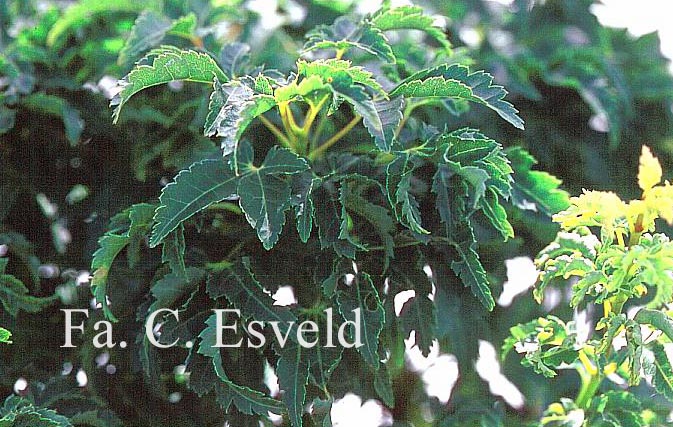 Acer palmatum 'Mei jishi'