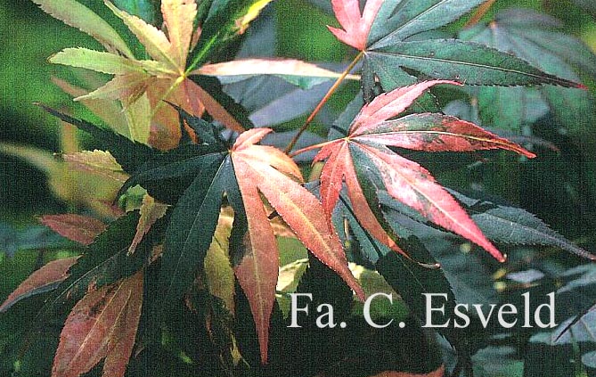 Acer palmatum 'Hinode nishiki'